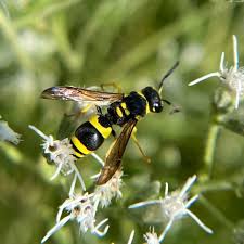 Attēlu rezultāti vaicājumam “Vespula rufa”