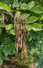 Attēlu rezultāti vaicājumam “Cladrastis kentukea”