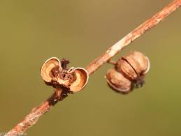 Attēlu rezultāti vaicājumam “Pyrola minor bud”