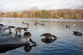 Image result for Sandwell Valley Sailing Club