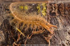 Attēlu rezultāti vaicājumam “Hydrochara caraboides”