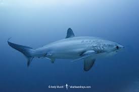 Image result for Alopias pelagicus