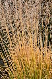 Attēlu rezultāti vaicājumam “Molinia caerulea fruit”