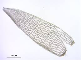 Attēlu rezultāti vaicājumam “Sphagnum fuscum”