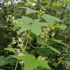 Attēlu rezultāti vaicājumam “Echinocystis lobata flower”