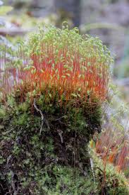 Attēlu rezultāti vaicājumam “Pohlia nutans”