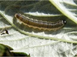 Attēlu rezultāti vaicājumam “Leiodidae larva”