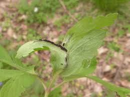 Attēlu rezultāti vaicājumam “Urocystis anemones spores”
