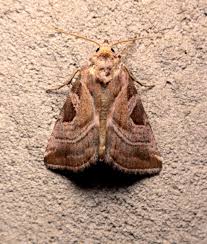 Attēlu rezultāti vaicājumam “Eucarta virgo”