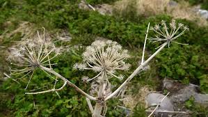 Attēlu rezultāti vaicājumam “Cicuta virosa flower”