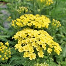Attēlu rezultāti vaicājumam “Achillea salicifolia flower”