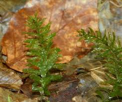 Attēlu rezultāti vaicājumam “Plagiomnium undulatum”