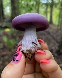 Attēlu rezultāti vaicājumam “Lepista nuda”