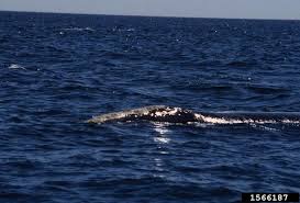 Image result for Eubalaena glacialis