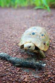 Attēlu rezultāti vaicājumam “Tortula lingulata macro”