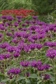Image result for Monarda didyma