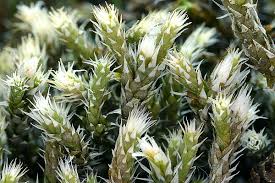 Attēlu rezultāti vaicājumam “Hedwigia ciliata”