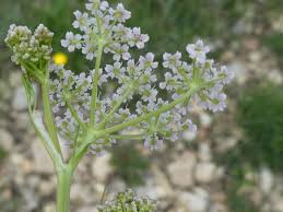 Attēlu rezultāti vaicājumam “Carum carvi flower”