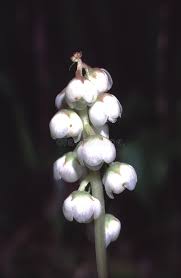 Attēlu rezultāti vaicājumam “Pyrola minor bud”