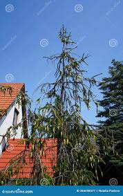 Attēlu rezultāti vaicājumam “Picea abies fo. virgata”