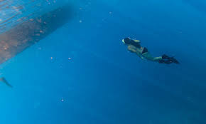 Image result for Blue Water Freediving School