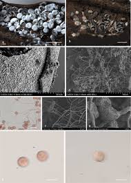 Attēlu rezultāti vaicājumam “Diderma chondrioderma sessile”