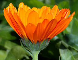 Attēlu rezultāti vaicājumam “Calendula officinalis leaf”