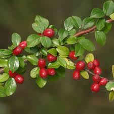 Attēlu rezultāti vaicājumam “Cotoneaster divaricatus fruit”