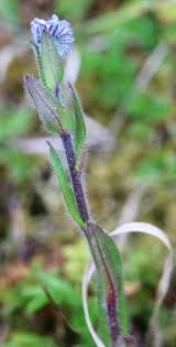 Attēlu rezultāti vaicājumam “Myosotis ramosissima flower”