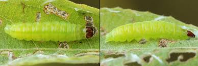 Attēlu rezultāti vaicājumam “Eulia ministrana”