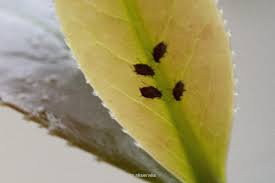 Attēlu rezultāti vaicājumam “Sternorrhyncha”