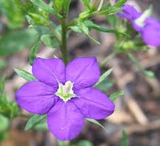 Image result for Legousia speculum-veneris