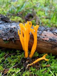 Attēlu rezultāti vaicājumam “Calocera viscosa”