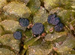 Attēlu rezultāti vaicājumam “Calypogeia azurea macro”