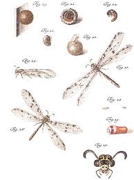 Attēlu rezultāti vaicājumam “Myrmeleontidae larva”