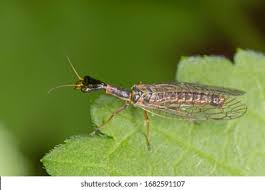 Attēlu rezultāti vaicājumam “Raphidioptera”