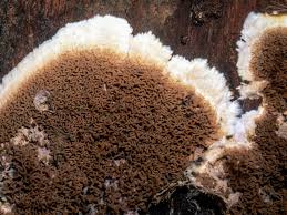 Attēlu rezultāti vaicājumam “Didymium serpula spores”