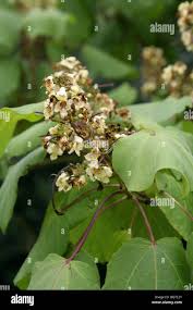 Attēlu rezultāti vaicājumam “Catalpa ovata leaf”