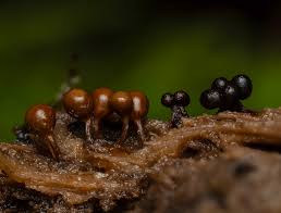 Attēlu rezultāti vaicājumam “Hemitrichia decipiens var. hemitrichoides”