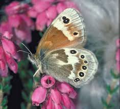 Attēlu rezultāti vaicājumam “Coenonympha tullia”