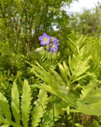 Attēlu rezultāti vaicājumam “Polemonium caeruleum fruit”