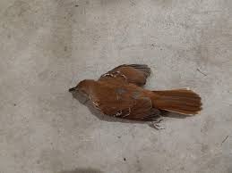 Image result for Toxostoma rufum