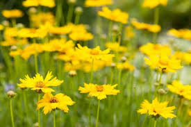 Image result for Coreopsis