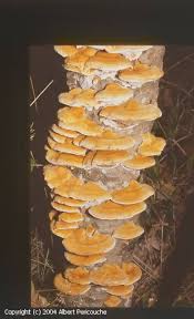 Attēlu rezultāti vaicājumam “Inonotus rheades”