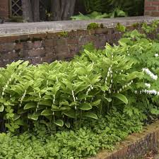 Attēlu rezultāti vaicājumam “Polygonatum odoratum flower”