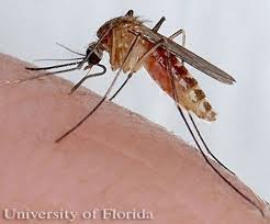 Attēlu rezultāti vaicājumam “Culex pipiens female”