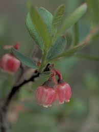 Attēlu rezultāti vaicājumam “Vaccinium uliginosum flower”