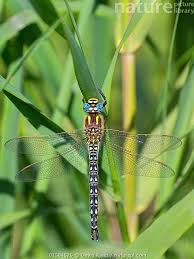 Attēlu rezultāti vaicājumam “Brachytron pratense”