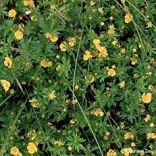 Attēlu rezultāti vaicājumam “Potentilla erecta”