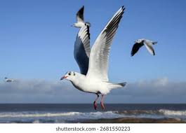 Attēlu rezultāti vaicājumam “Larus ridibundus adult”